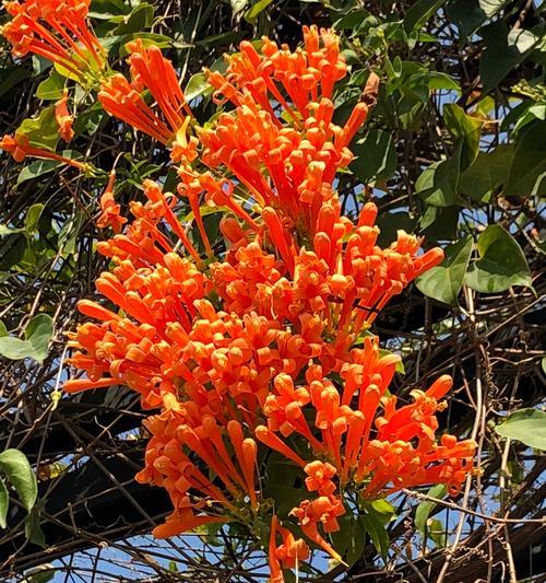 炮仗花的花语与意义（传递喜庆与祝福的炮仗花）