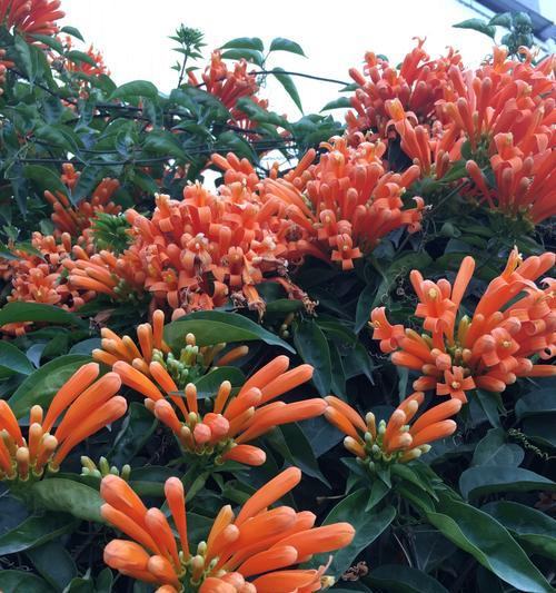 炮仗花的花语与意义（传递喜庆与祝福的炮仗花）