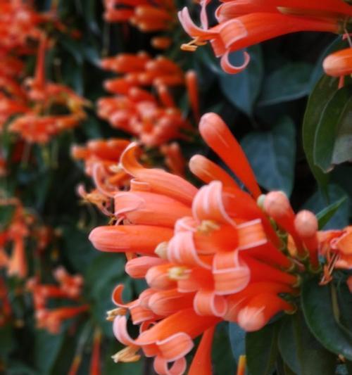 炮仗花（传统炮仗花）