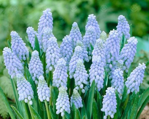 葡萄风信子花语（揭秘葡萄风信子的花语及其寓意）