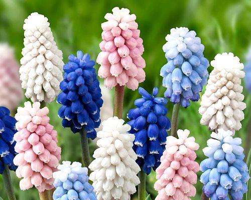 葡萄风信子花语（揭秘葡萄风信子的花语及其寓意）