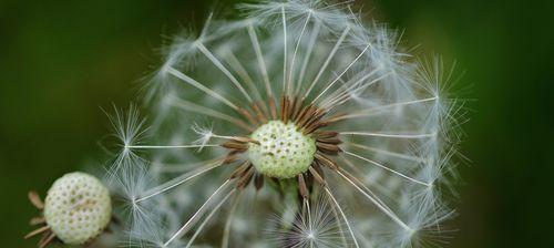 蒲公英花的寓意与象征（探寻蒲公英的花语与美丽）