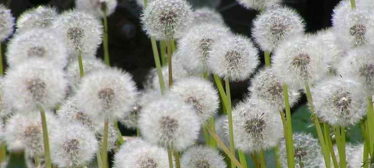 蒲公英花的寓意与象征（探寻蒲公英的花语与美丽）