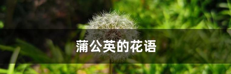 蒲公英花的寓意与象征（探寻蒲公英的花语与美丽）