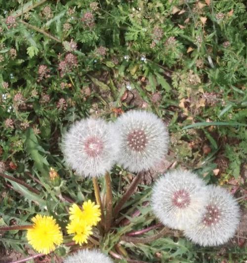 蒲公英花的花语与象征意义（探寻蒲公英花的秘密与魅力）
