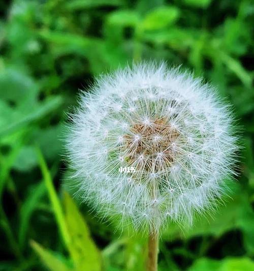蒲公英花的花语与象征意义（探寻蒲公英花的秘密与魅力）