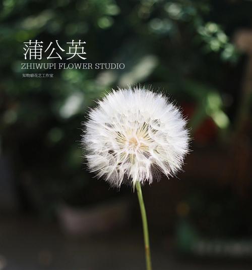 蒲公英花的花语与象征意义（探寻蒲公英花的秘密与魅力）
