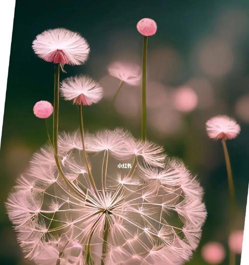 蒲公英花语传说故事（探秘蒲公英花语的美丽寓意）