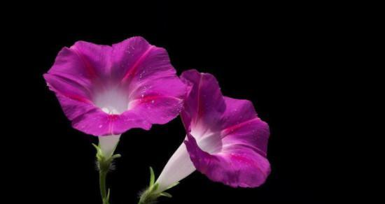 牵牛花（牵牛花的花语及象征意义）