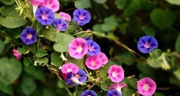 牵牛花的寓意与象征（追寻真爱的花朵——牵牛花）