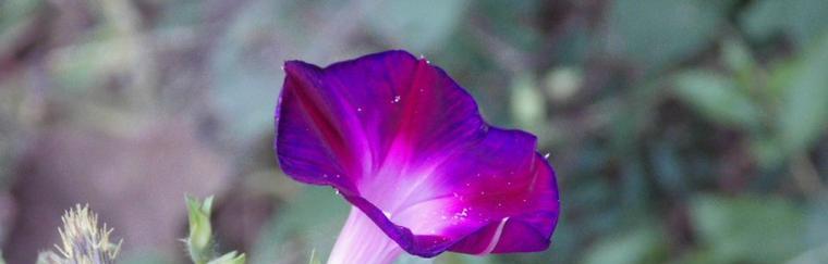 牵牛花的寓意与象征（追寻真爱的花朵——牵牛花）