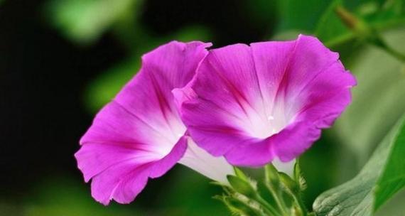 牵牛花的寓意与象征（追寻真爱的花朵——牵牛花）