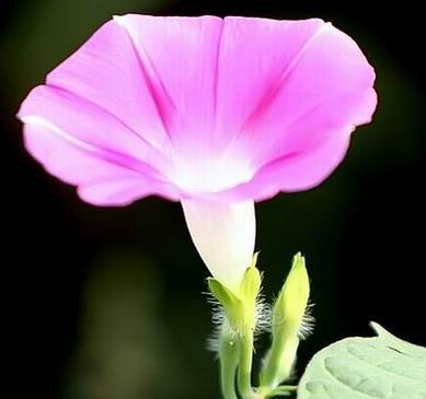牵牛花花语之美丽传承（探寻牵牛花背后的深意）