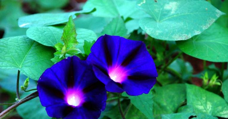 牵牛花的花语与寓意（探究牵牛花所传递的隐含信息）
