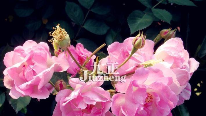 蔷薇花的花语与传说（探寻蔷薇花的花语与传说）