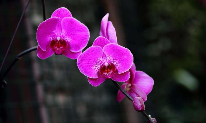 不同颜色蝴蝶兰的花语（探寻蝴蝶兰花语中的色彩秘密）
