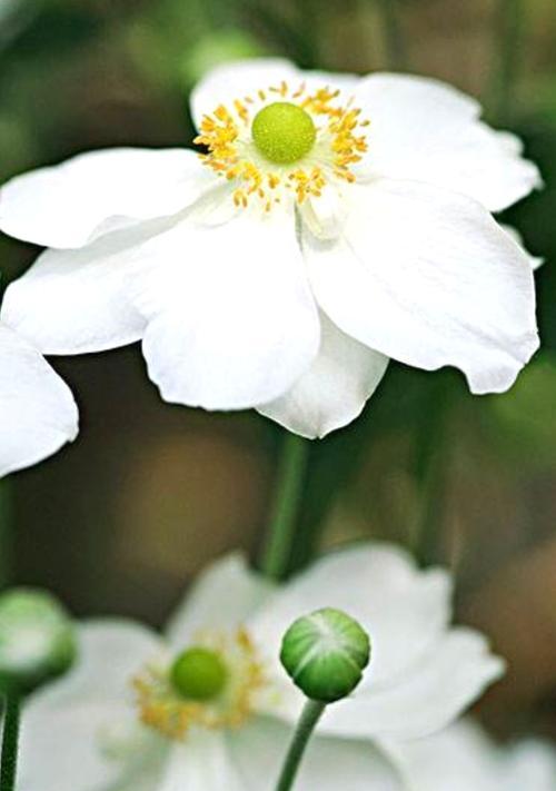 不同颜色银莲花的花语（探究不同颜色银莲花所代表的意义）
