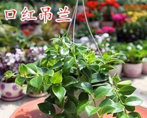 不喜欢太阳的花卉植物大盘点（这些花卉植物喜欢阴暗）