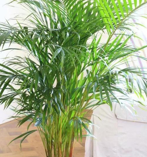 不喜欢阳光的室内花卉推荐（15种适合室内生长的低光植物）