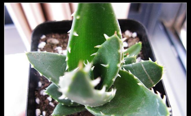 不夜城芦荟的养殖方法和注意事项详解（打造稳定产量和高品质的不夜城芦荟种植技巧）