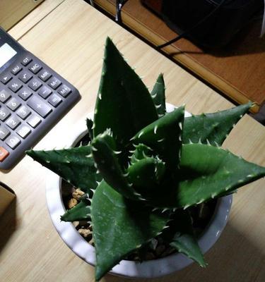 不夜城芦荟的生存之道（解密不夜城芦荟的秘密）