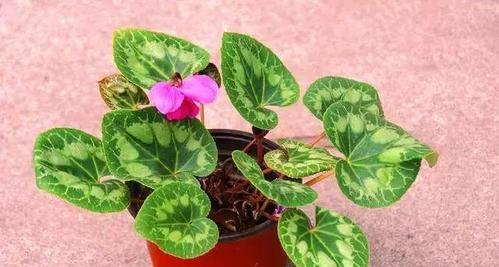 不用施肥的花卉，让养花更轻松（15种无需施肥的美丽花卉）