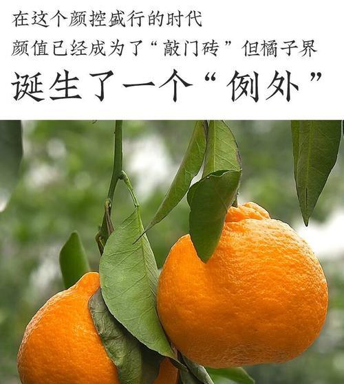 不知火果实成熟的过程（探究不知火成熟的时间和条件）