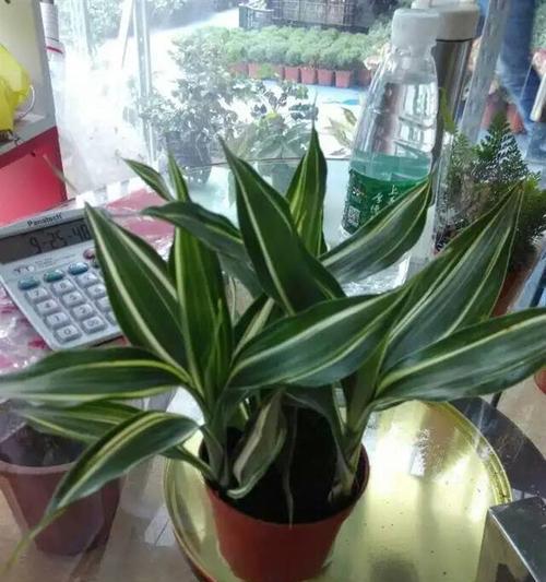 探秘神秘的步步高植物（从外形到生长周期）