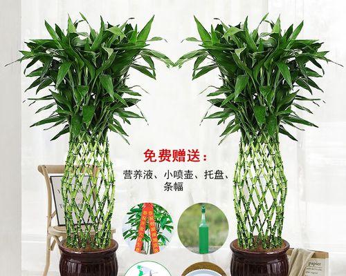 探秘神秘的步步高植物（从外形到生长周期）