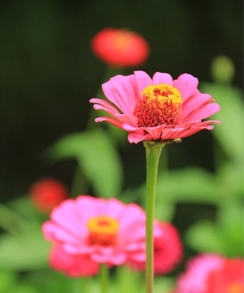 步登高花，山间美丽的风景（探寻步登高花的传奇故事）