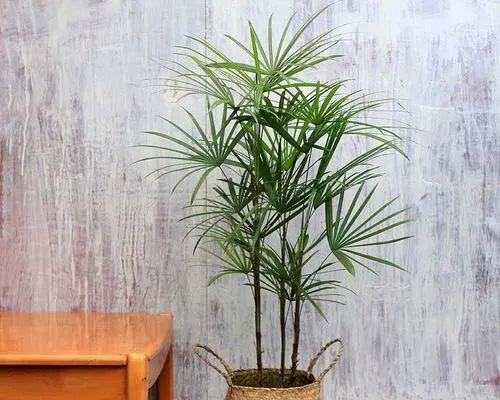 财务室养花好选择（让办公室生机勃勃的15种花卉）