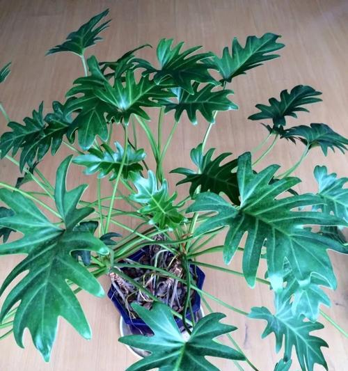彩春峰的浇水方法（科学浇水）