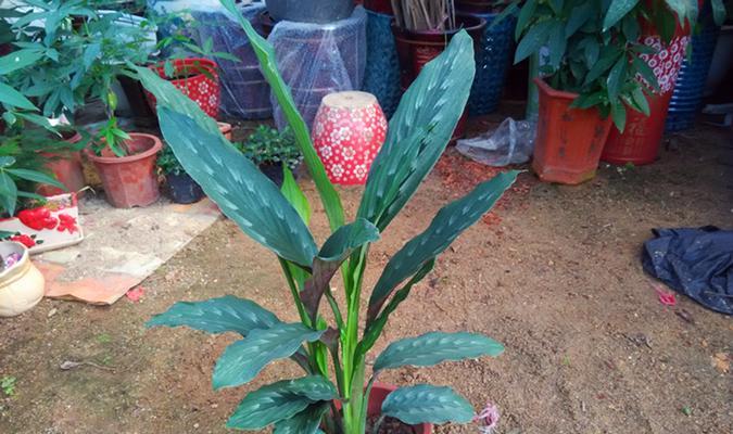 彩虹竹芋的花开（探秘彩虹竹芋的神秘花朵）