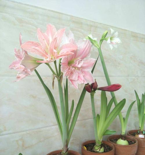 彩色马蹄莲的花期及生长习性