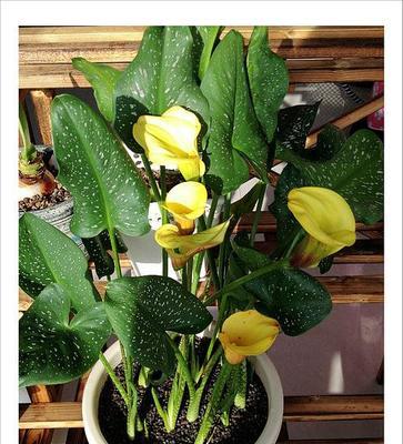 彩色马蹄莲的花期及生长习性