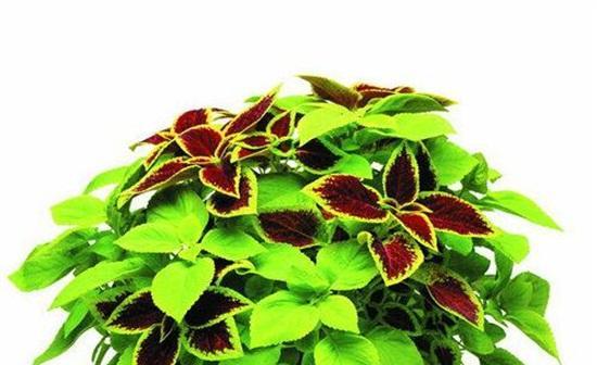 彩叶草的种植和养护技巧（让你的彩叶草充满生机）