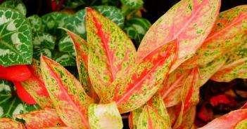 彩叶万年青开花图鉴（探秘彩叶万年青的神秘开花之路）