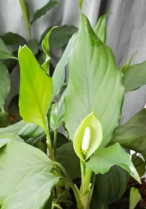 彩叶万年青开花的美丽之谜（探秘彩叶万年青开花的奥妙）