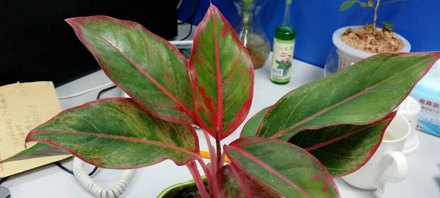 如何繁殖和种植彩叶芋（从选材到养护）