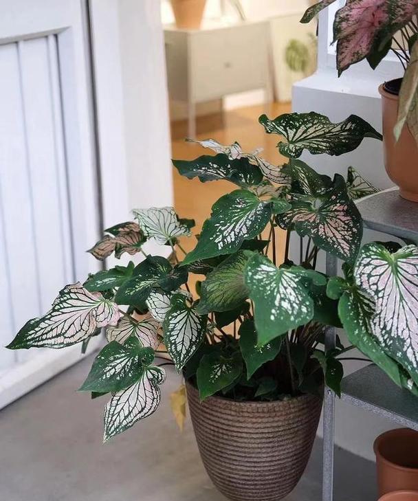 浇水技巧大揭秘，如何让彩叶芋茁壮成长（彩叶芋浇水的注意事项及方法）