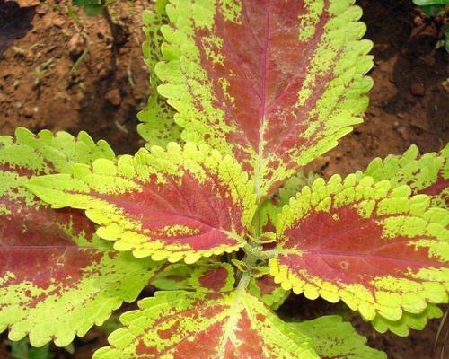 探索彩叶植物的奇妙世界（从叶色到品种）