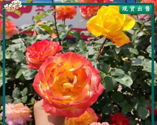 彩云月季的花期及开花次数（一年内彩云月季开几次花）