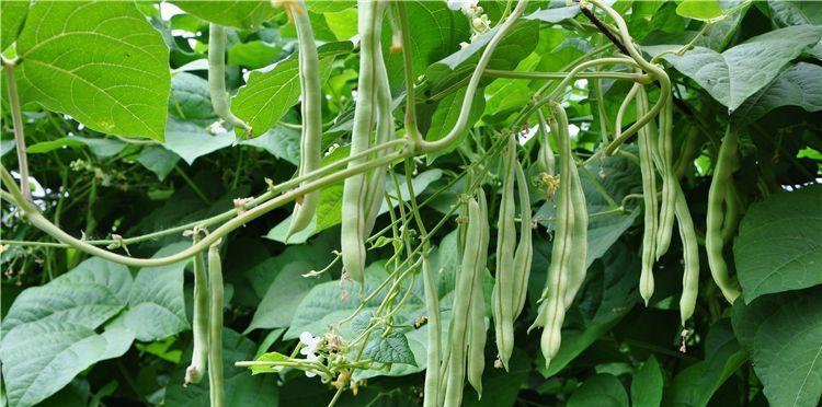 菜豆角的种植方法和时间（打造家庭自种无公害菜豆角园）