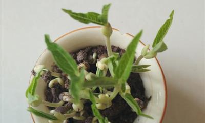 菜豆的分类与特性（菜豆的生物学特征及分类）