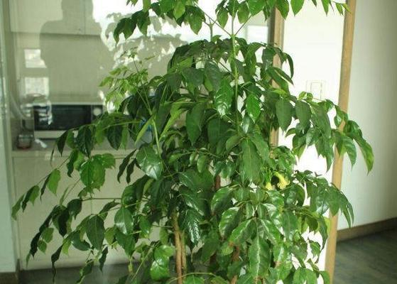 菜豆树的养殖方法与注意事项（打造美丽庭院）