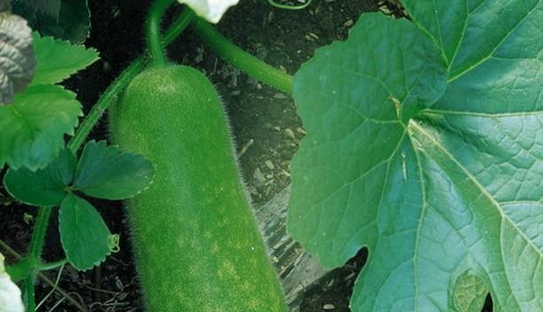 菜瓜的营养价值与医疗功能（揭秘菜瓜的神奇功效）