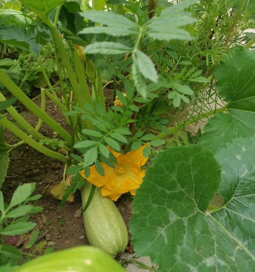 菜瓜的营养价值和生吃方法（探秘菜瓜的神秘之处）