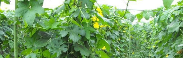 菜瓜种植技巧大全（菜瓜最佳种植时间）