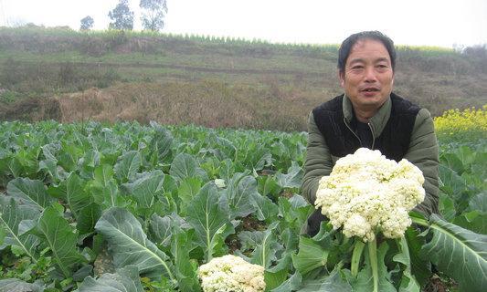 油菜花的生长环境与适宜地方（探究油菜花生长的气候）