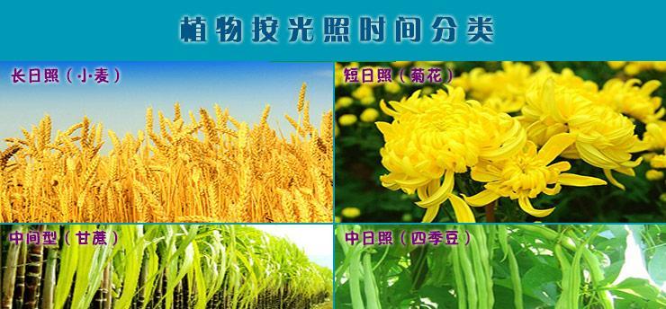 菜花的生长周期及（从种植到收获）